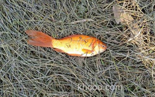 红鲫鱼_0