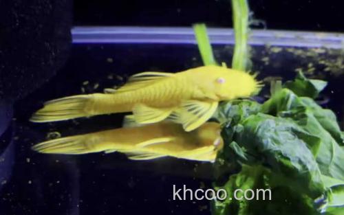 黄金胡子鱼_0
