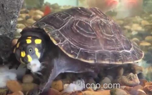 黄头龟_2