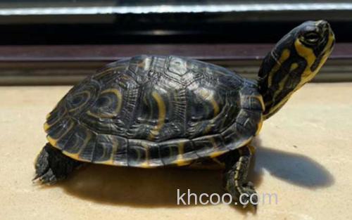 黄腹滑龟_2