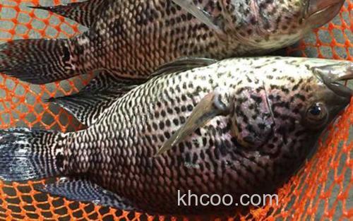 淡水石斑鱼_3