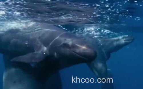伪虎鲸_0
