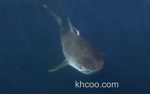 虎鲨_0