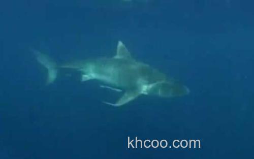 虎鲨_2