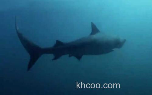 虎鲨_1