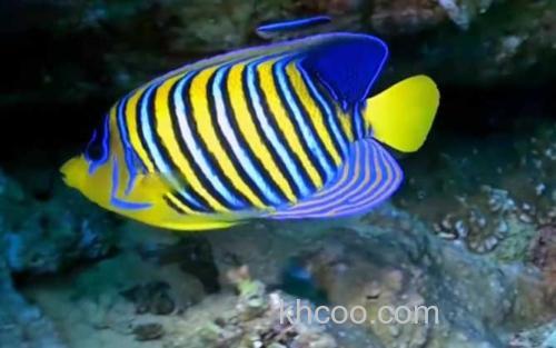 蝴蝶鱼_0