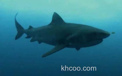 虎鲨_3