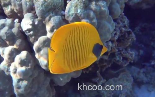 蝴蝶鱼_1