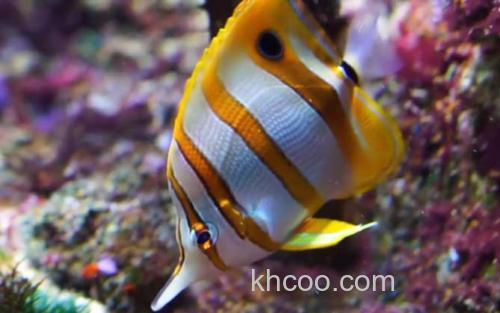 蝴蝶鱼_2