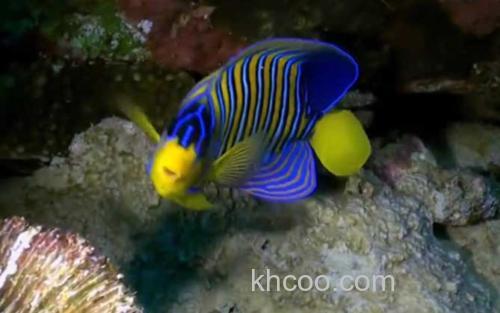 蝴蝶鱼_3