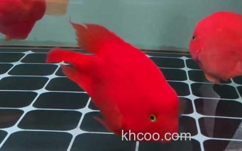 红鹦鹉鱼_1