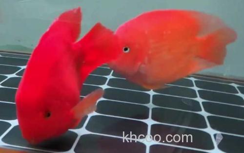 红鹦鹉鱼_2