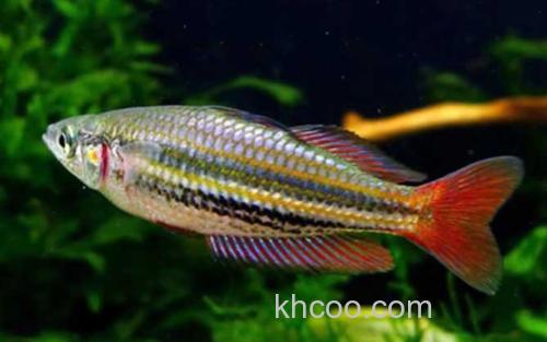 红尾美人鱼_0