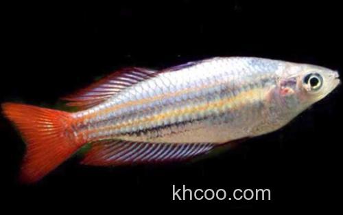 红尾美人鱼_3