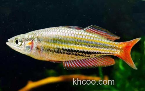 红尾美人鱼_2