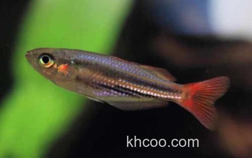 红尾美人鱼_1