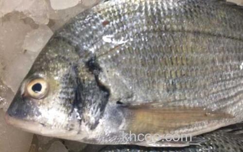 海鲫鱼_2