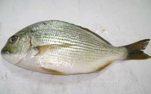 海鲫鱼_1