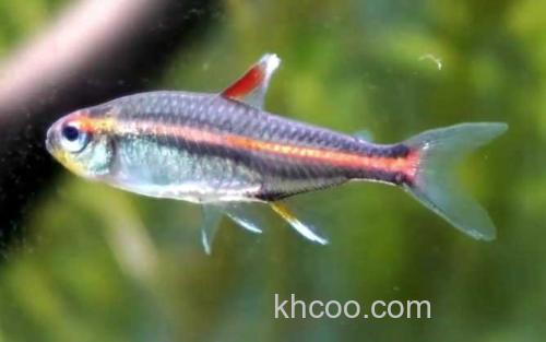 红灯管鱼_1