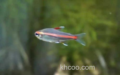 红灯管鱼_2