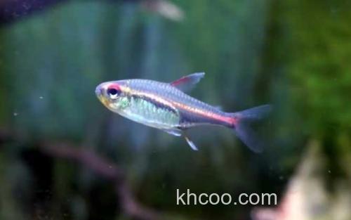 红灯管鱼_0
