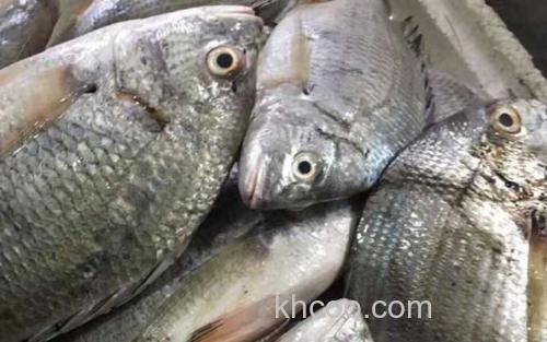 海鲫鱼_3