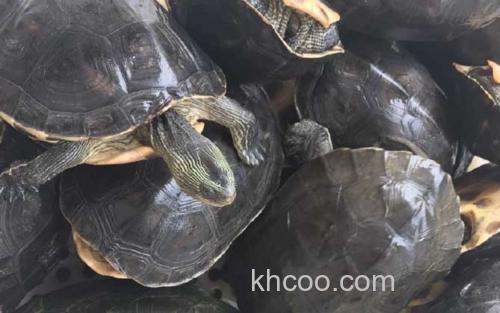 黑颈龟_1