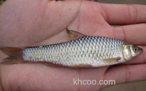 麦穗鱼_4