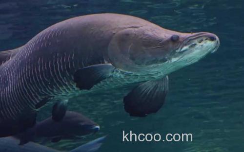 海象鱼_1