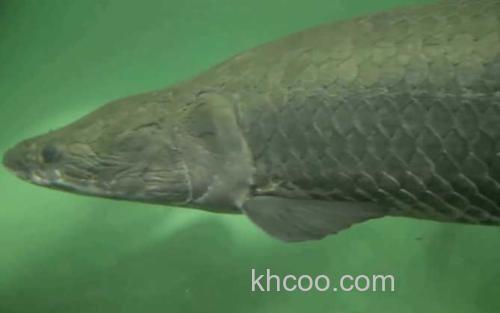 海象鱼_2