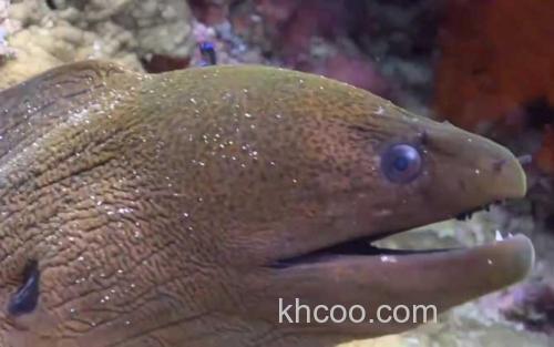 海鳝_1