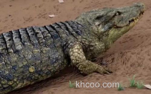 鳄鱼_0