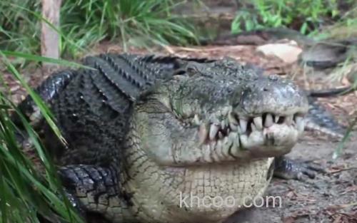鳄鱼_2