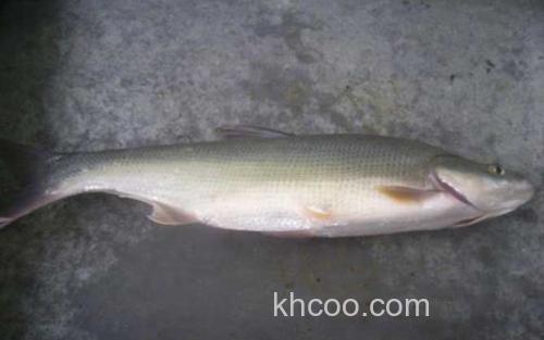 翘嘴红鲌_3