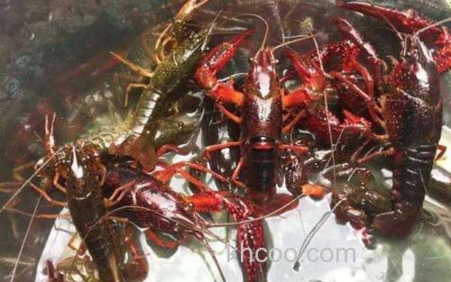 小龙虾_1