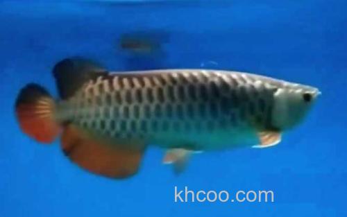 高背红尾金龙鱼_0