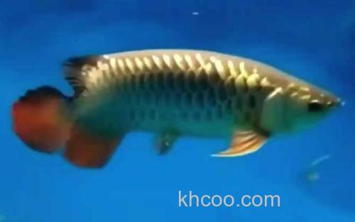 高背红尾金龙鱼_2