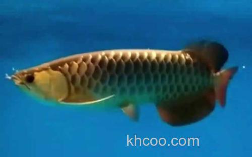 高背红尾金龙鱼_1