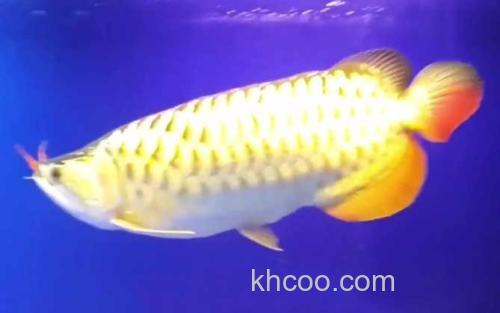 高背红尾金龙鱼_3