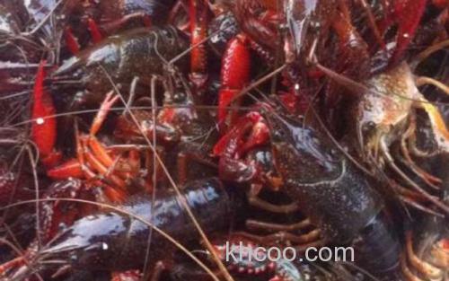 小龙虾_4