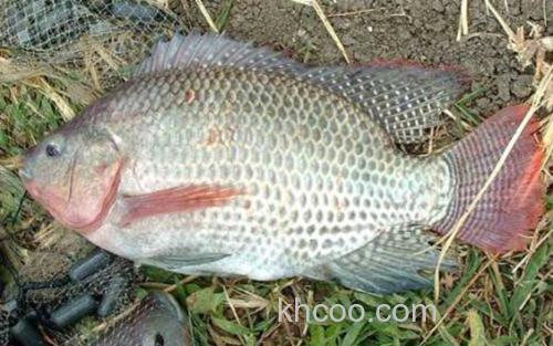 奥利亚罗非鱼_1