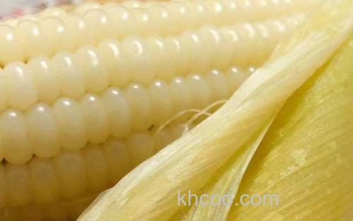玉米_2
