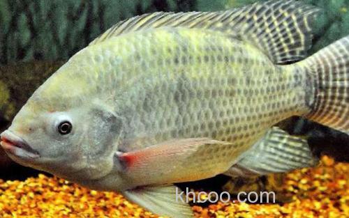 莫桑比克罗非鱼_2