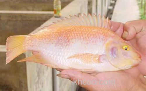 红罗非鱼_3