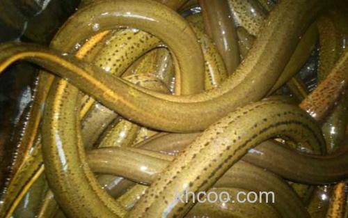 黄鳝_1