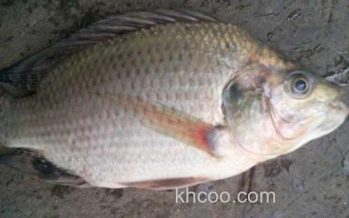 罗非鱼_2
