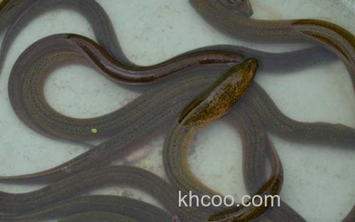 黄鳝_1