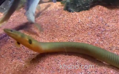 草绳恐龙鱼_3