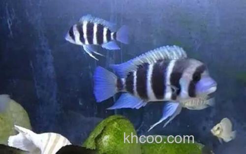 布隆迪六间鱼_2