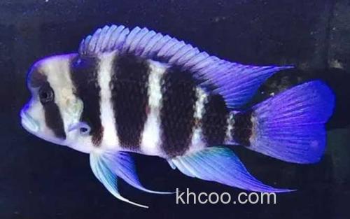 布隆迪六间鱼_0